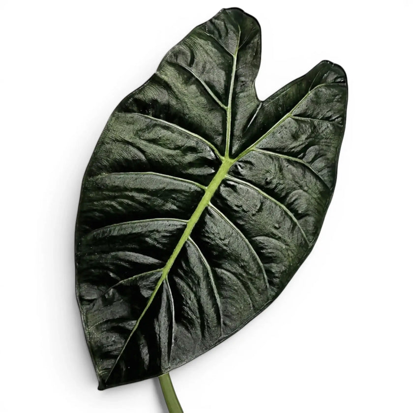 Nahaufnahme eines Blatts von Alocasia Golden Bone mit sehr dunkelgrüner Oberfläche und hellgrünen Adern vor weißem Hintergrund