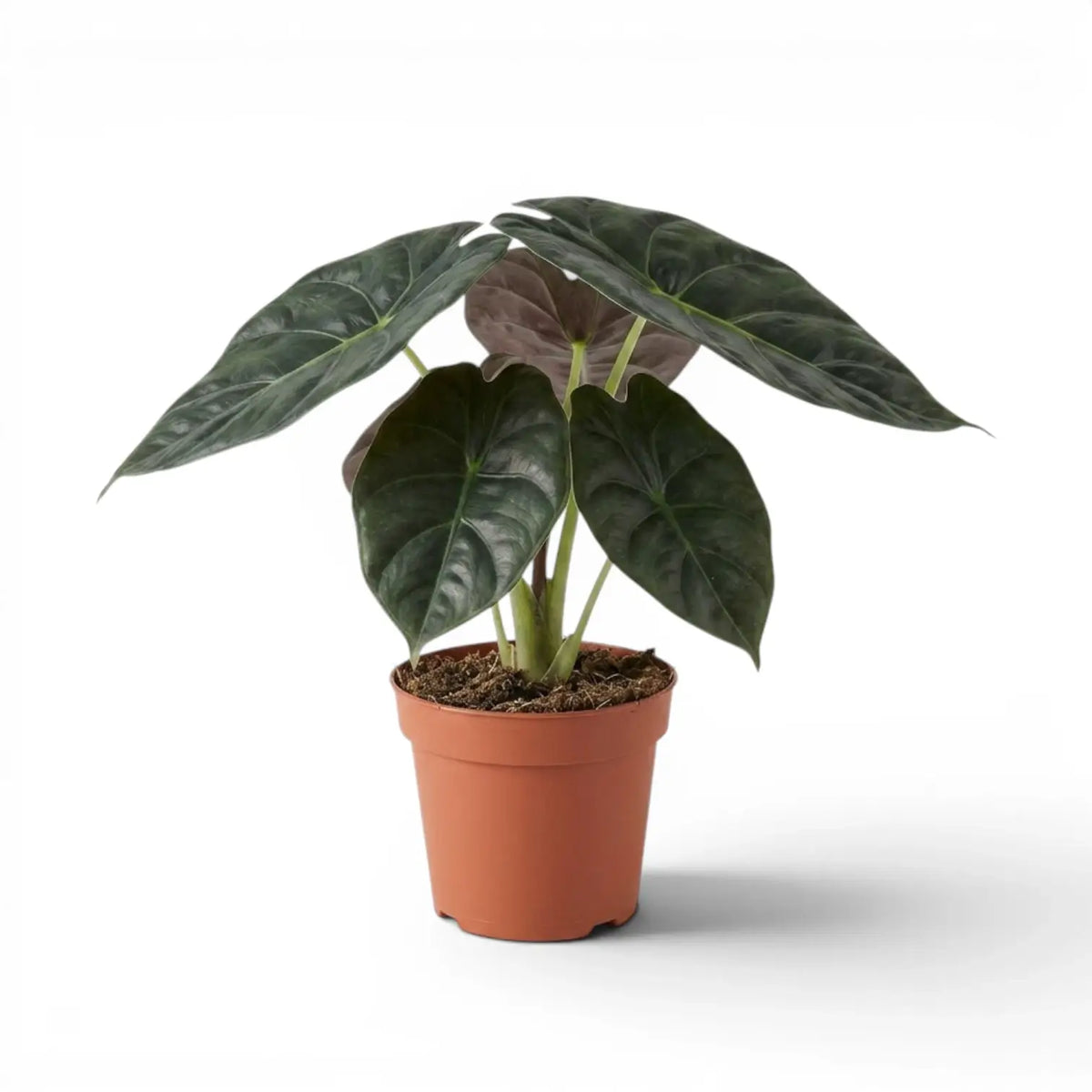 Potted Alocasia Golden Bone plant with very dark green leaves and lime veins on a white background