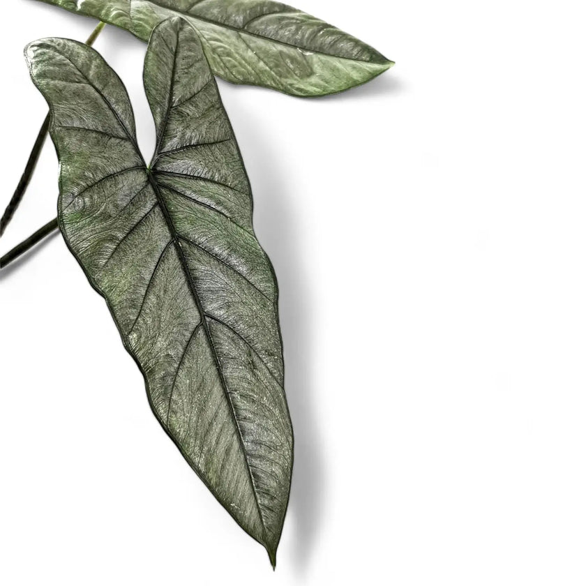 Alocasia heterophylla leaf detail on white background.