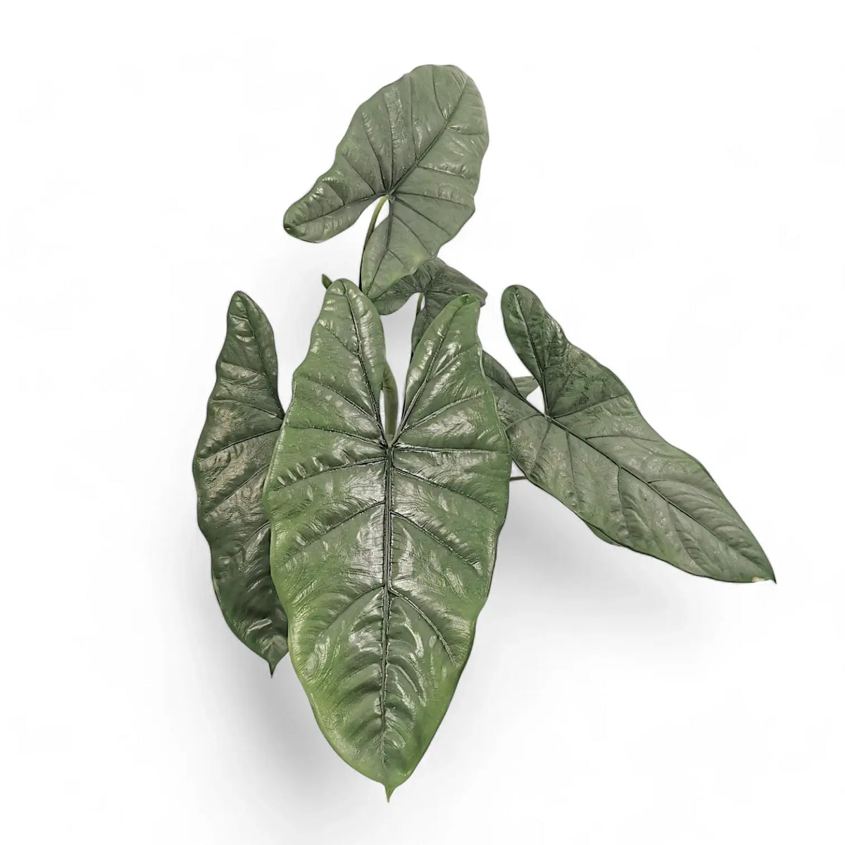 Alocasia heterophylla – Topfpflanze im Kulturtopf vor weißem Hintergrund, Produktfoto 2.