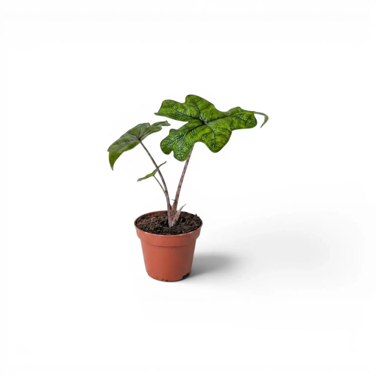 Potted Alocasia Jacklyn baby plant with green leaves on a white background
