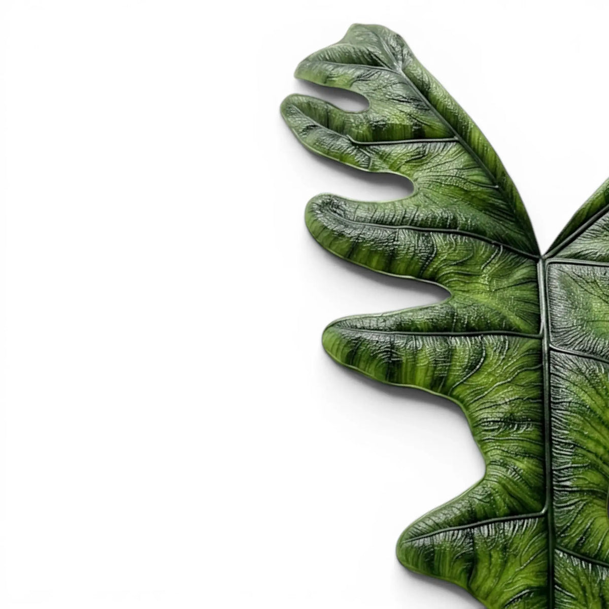 Close-up of a green, textured and deeply lobed leaf of Alocasia Jacklyn on a white background