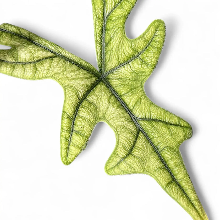Alocasia 'Jacklyn Ghost' ('Mint') leaf close-up on white background.