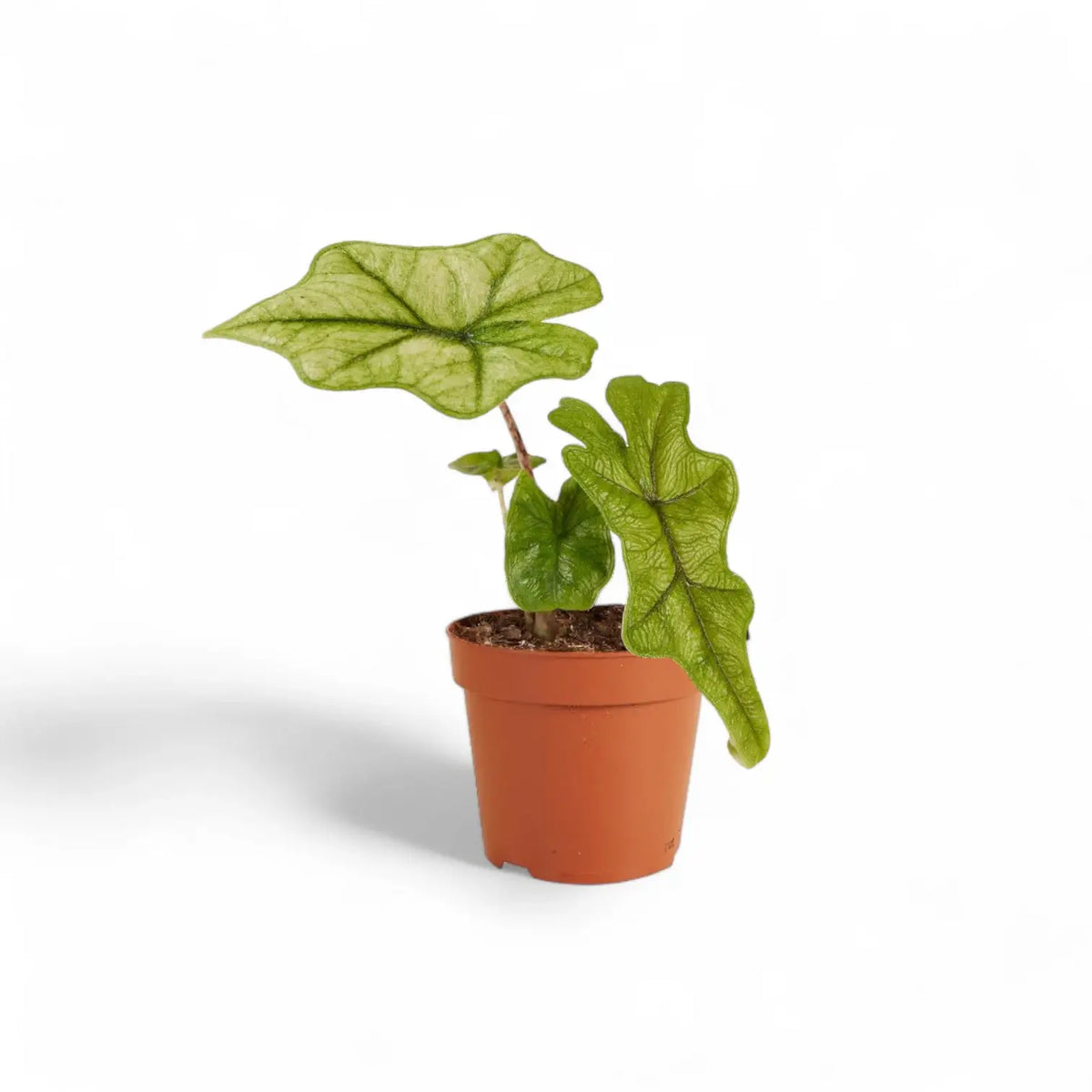 Alocasia 'Jacklyn Ghost' ('Mint') – Zimmerpflanze im Kulturtopf auf weißem Hintergrund, Produktfoto 8.