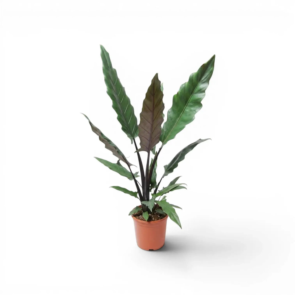 Alocasia lauterbachiana plant with multiple long narrow leaves in a nursery poton a white background