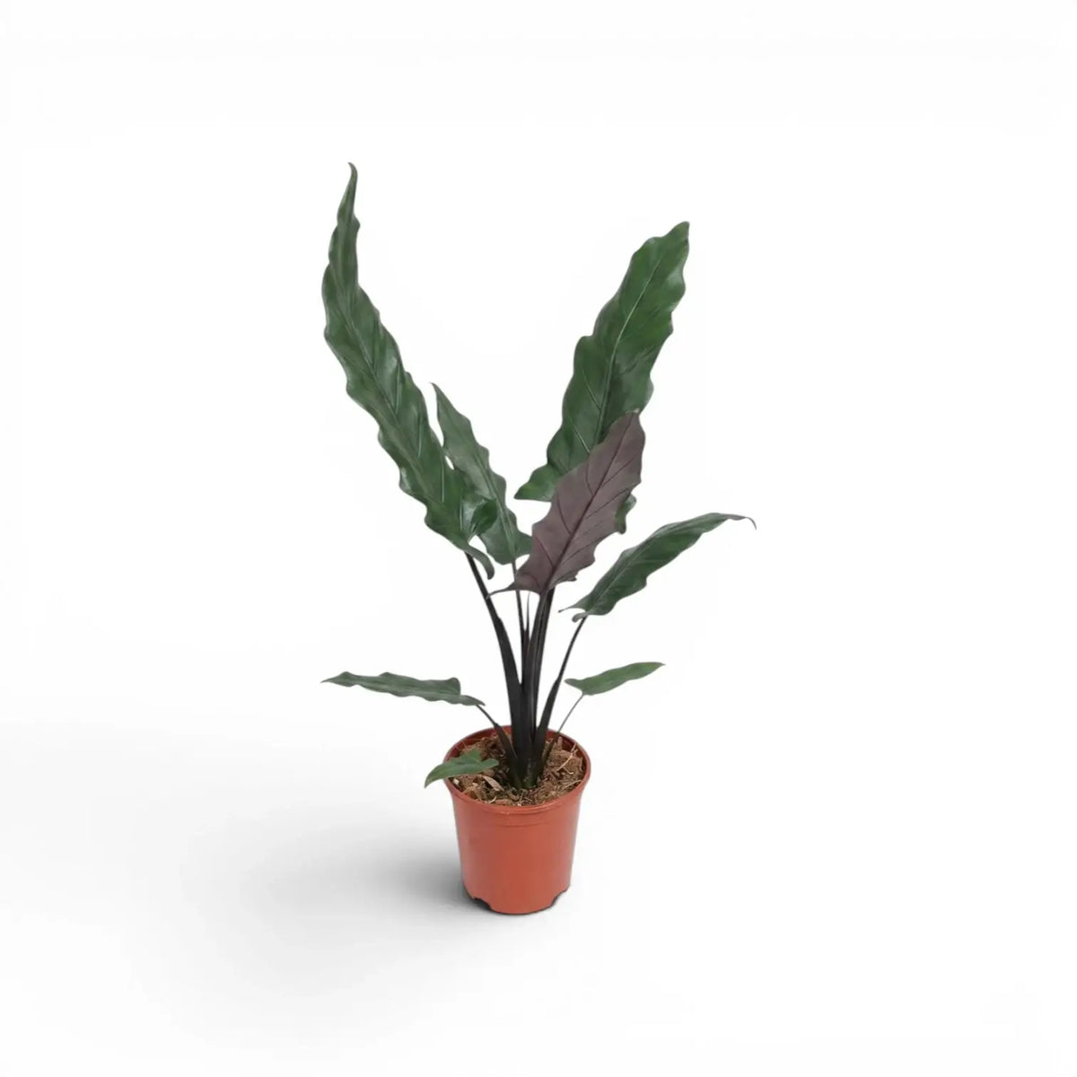 Alocasia lauterbachiana plant with multiple long narrow leaves in a nursery poton a white background