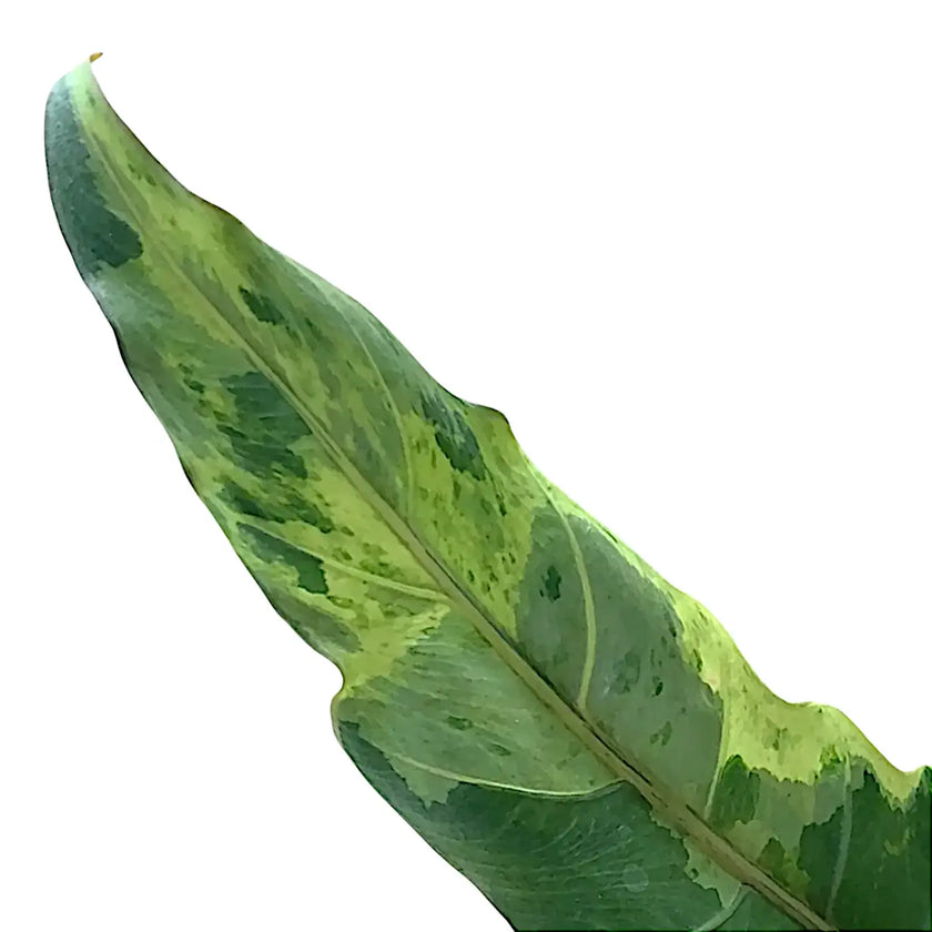 Nahaufnahme eines Blatts von Alocasia lauterbachiana variegata vor weißem Hintergrund.