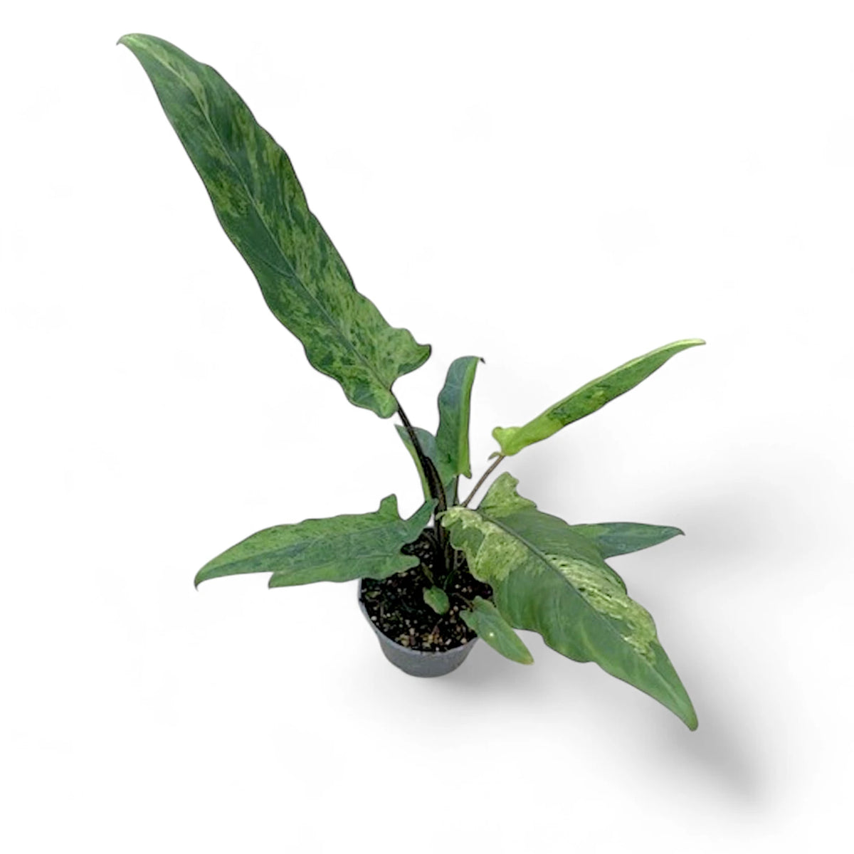 Alocasia lauterbachiana variegata potted plant in nursery pot on white background.