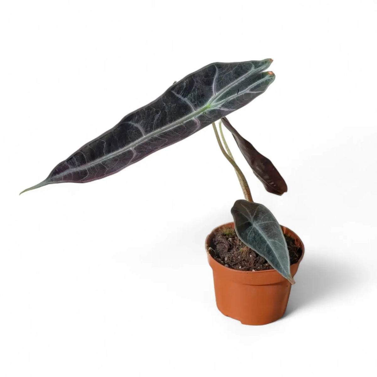 Alocasia longiloba 'Purple' potted plant in nursery pot on white background.