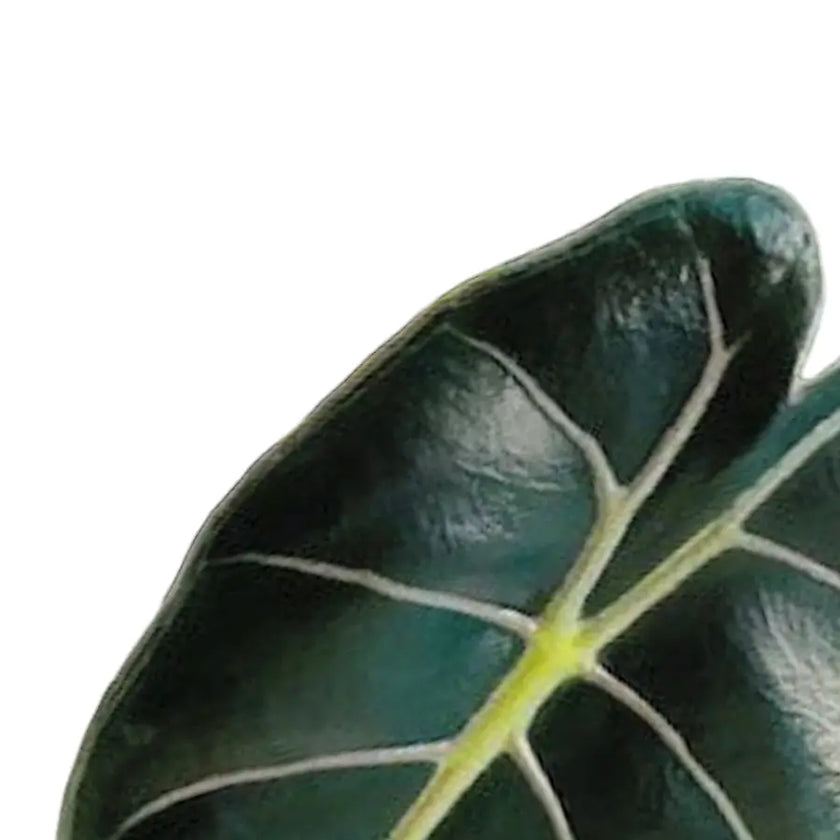 Alocasia longiloba 'Purple Prince' leaf close-up on white background.