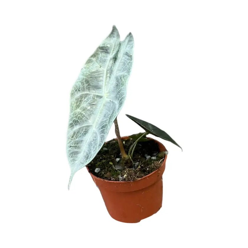 Alocasia longiloba 'Silver' potted plant in nursery pot on white background.