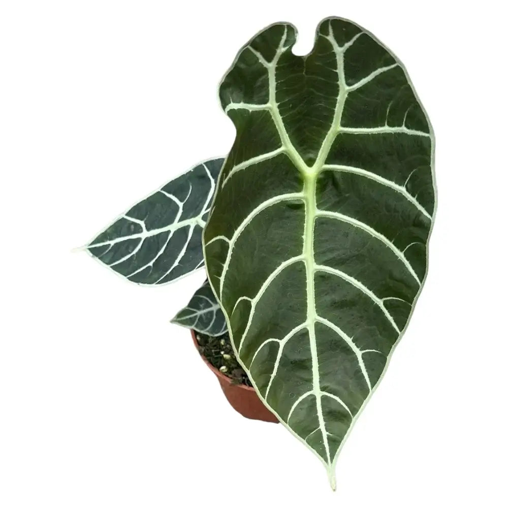 Alocasia longiloba 'Watsoniana' potted plant in nursery pot on white background.