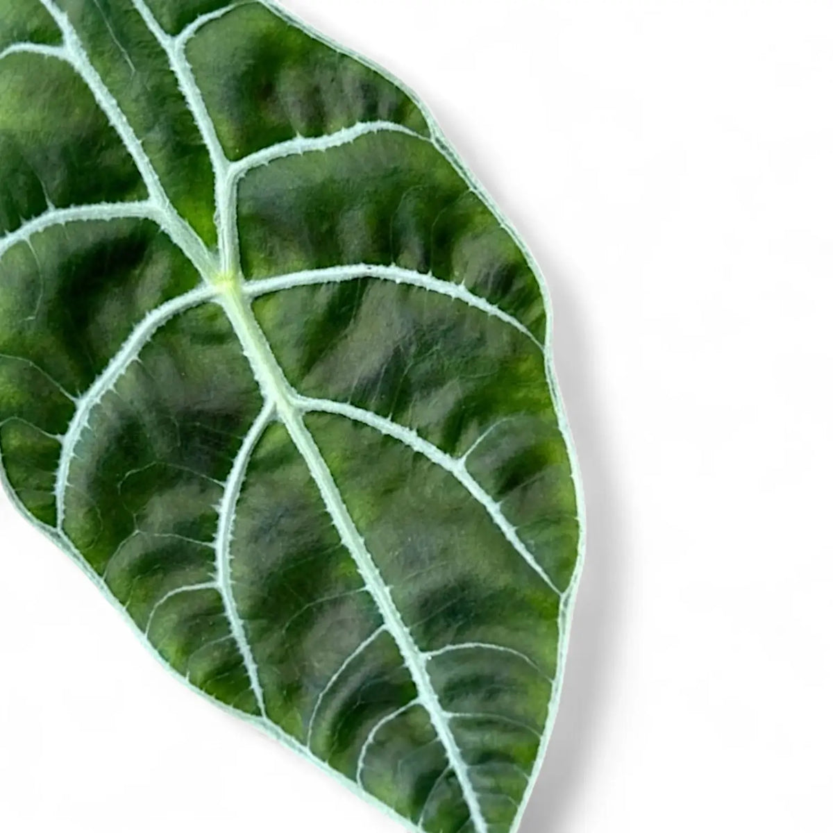 Alocasia longiloba 'Watsoniana' potted plant in nursery pot on white background.