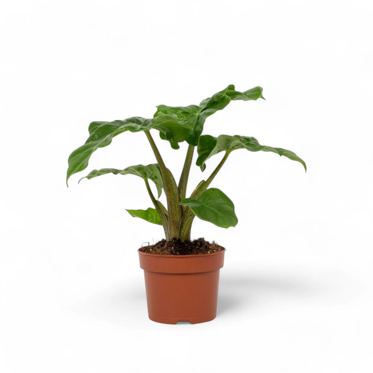 Alocasia 'Low Rider' potted plant in nursery pot on white background.