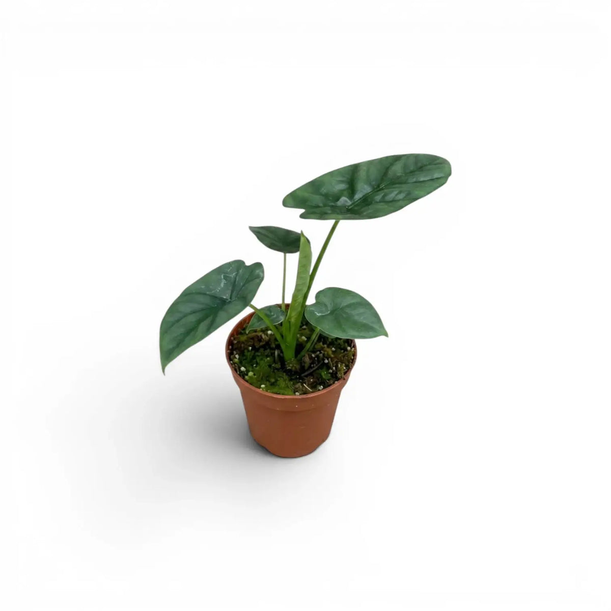 Three various Alocasia lukiwan baby plants in nursery pots on a white background