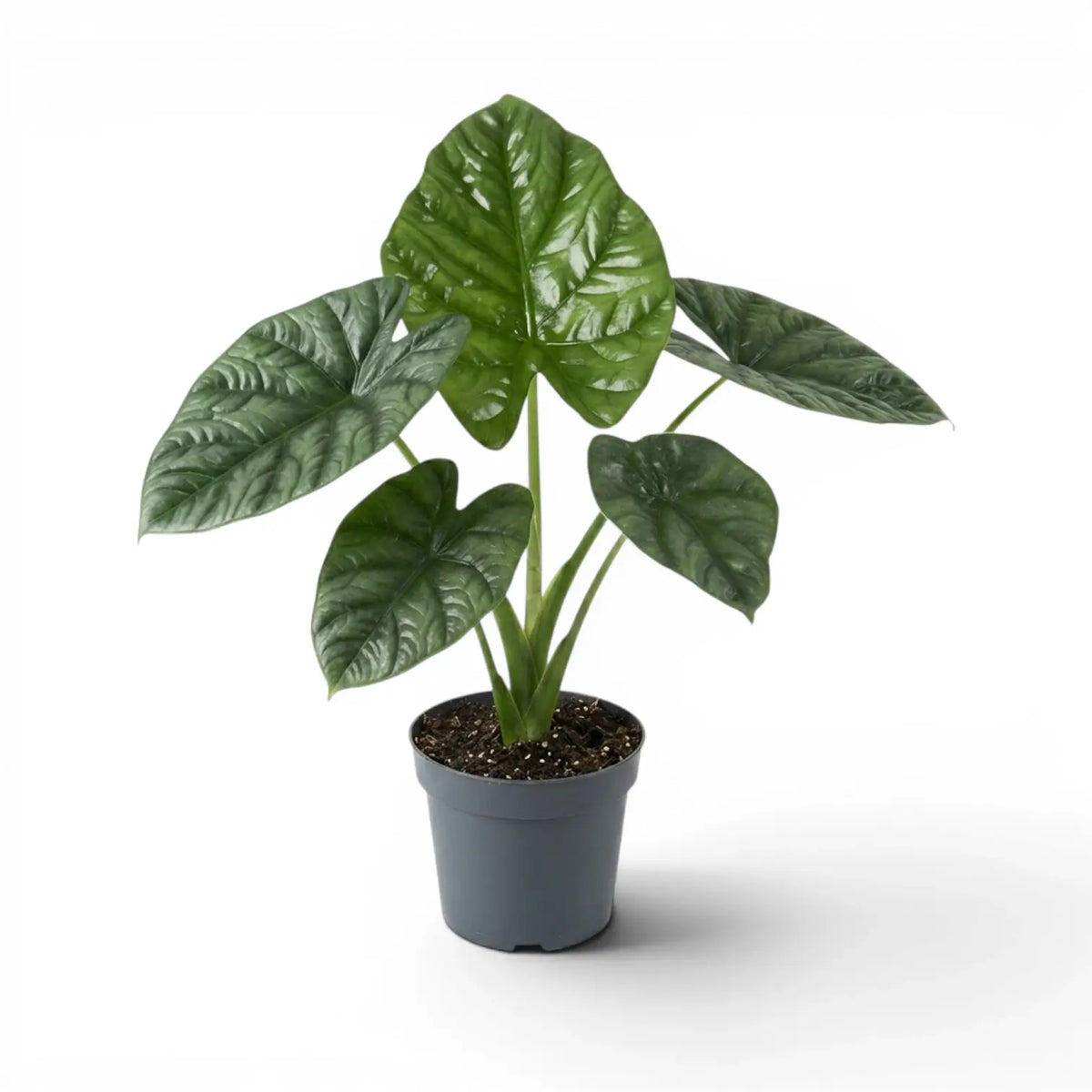 Alocasia lukiwan medium-sized plant with textured glossy leaves in a nursery pot on a white background