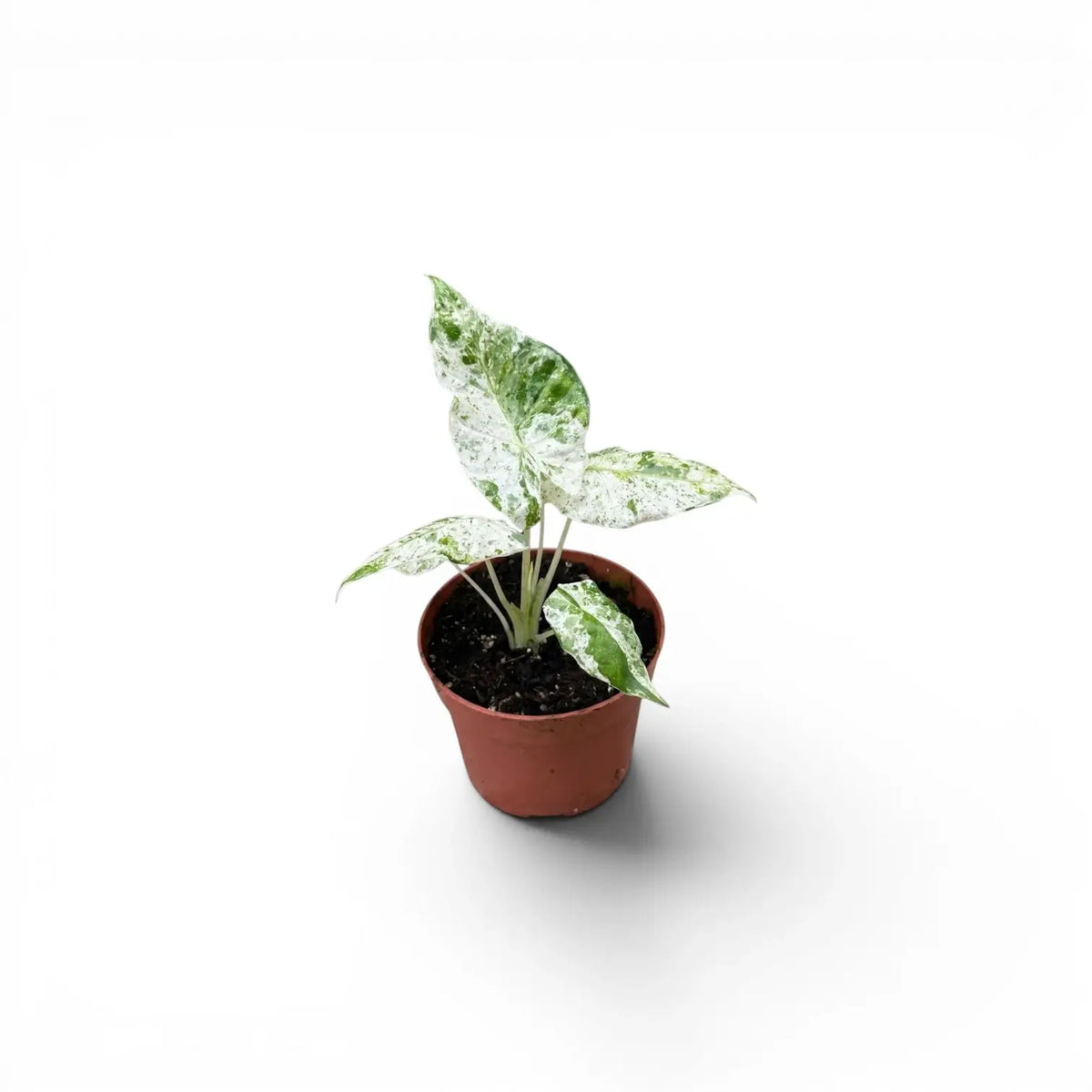 Alocasia macrorrhiza Splash baby plant in a nursery pot on a white background