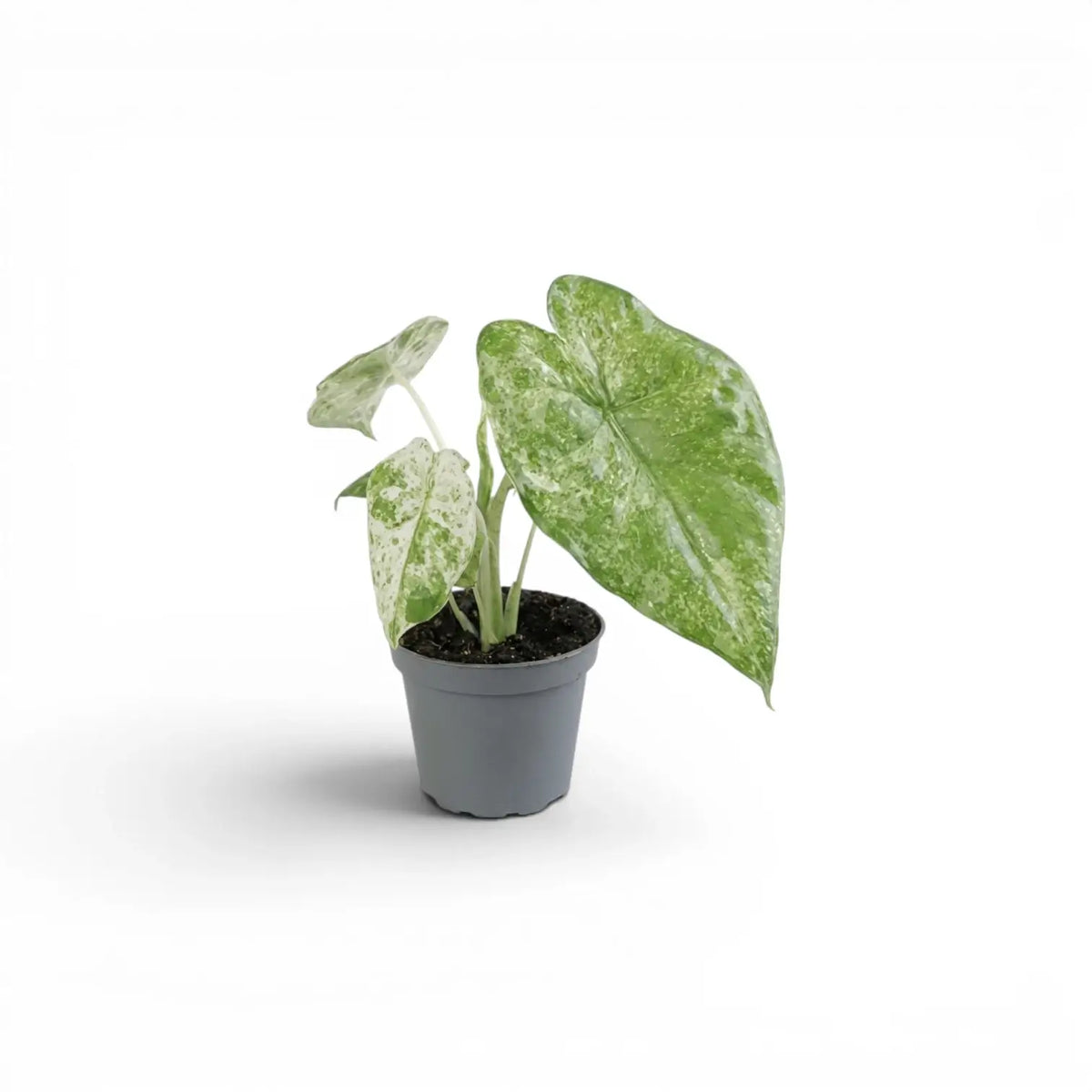Alocasia macrorrhiza Splash baby plant in a nursery pot on a white background