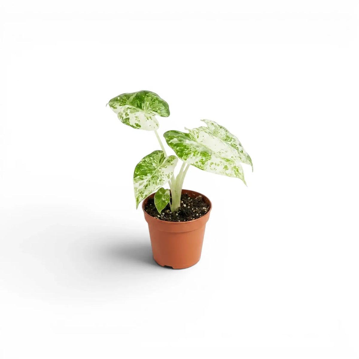 Alocasia macrorrhiza Splash baby plant in a nursery pot on a white background