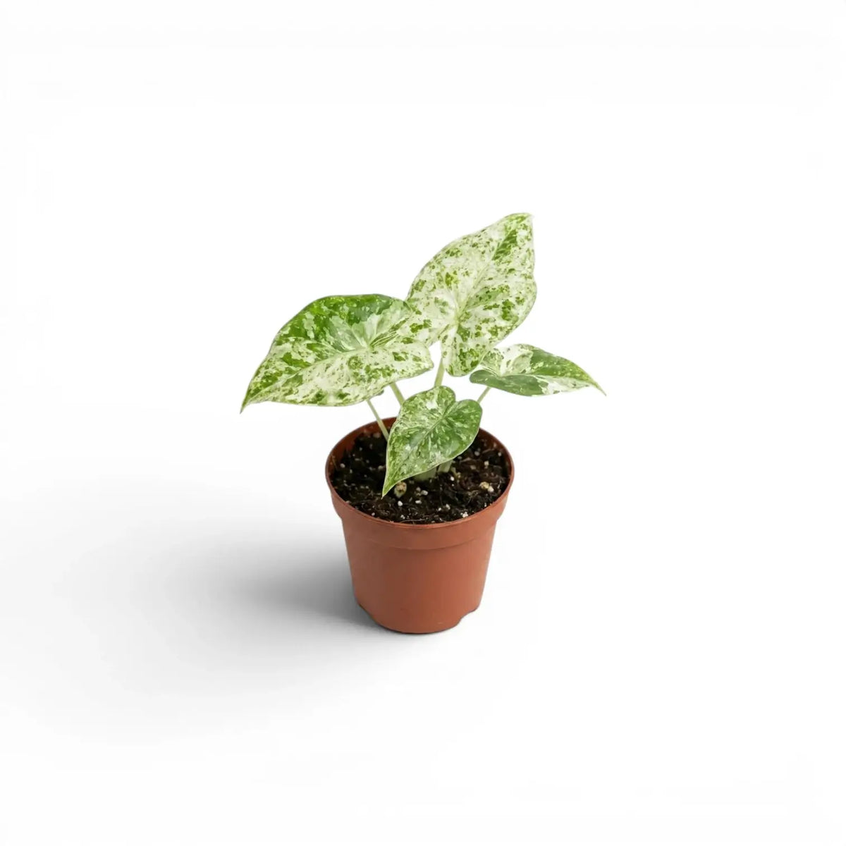 Small Alocasia macrorrhiza Splash starter plant in a nursery pot on a white background