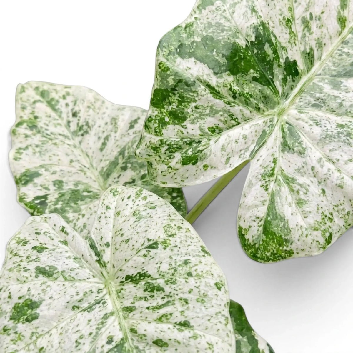 Close up variegated foliage of Alocasia macrorrhiza Splash on a white background