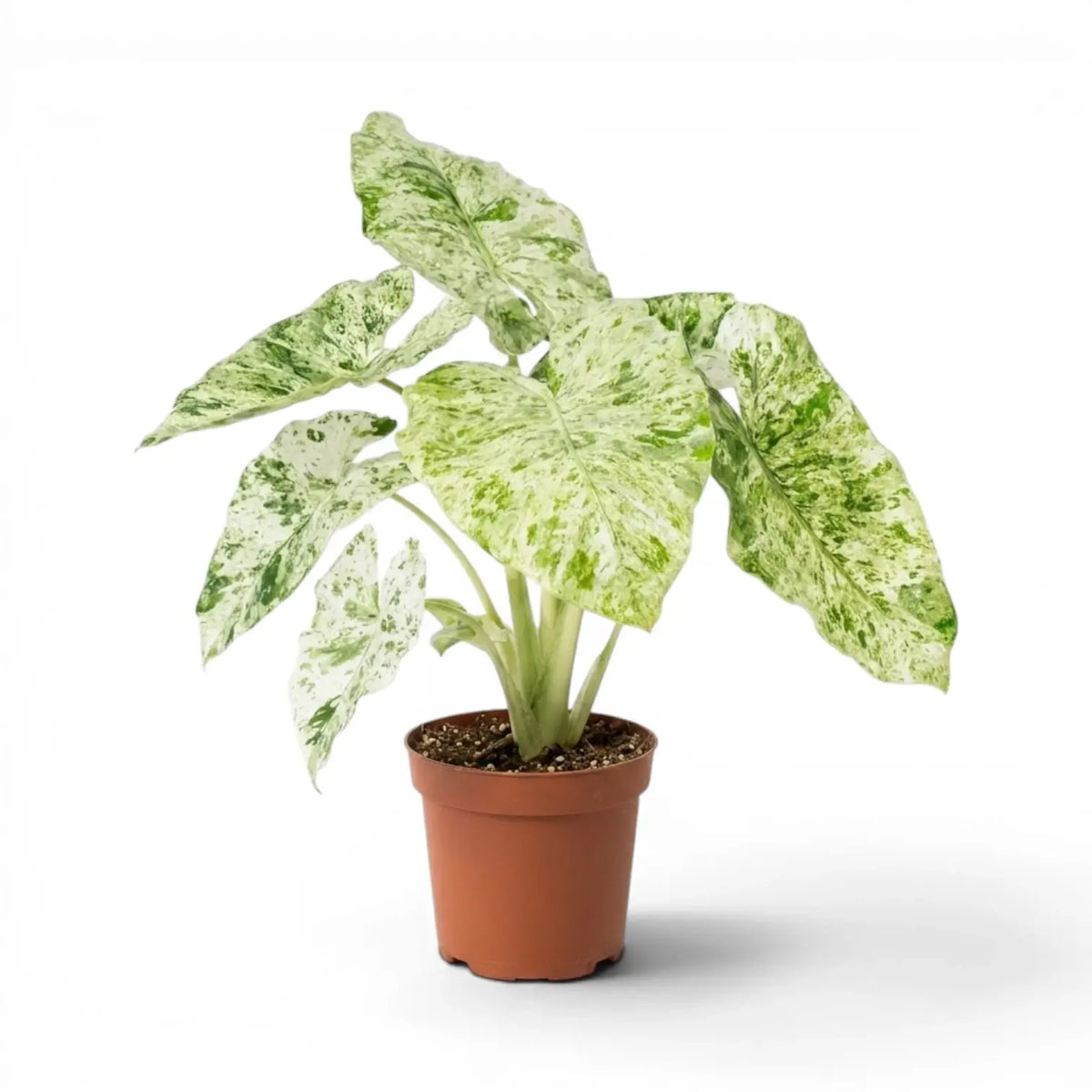 Alocasia macrorrhiza Splash medium-sized plant in a nursery pot on a white background