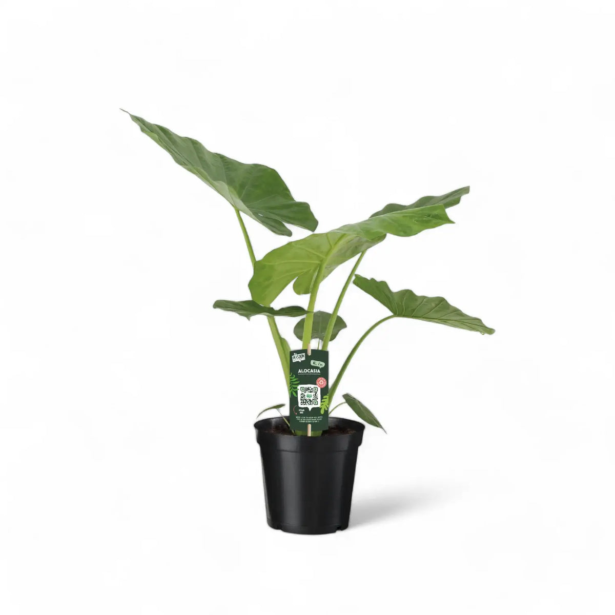 Alocasia macrorrhizos – Topfpflanze im Kulturtopf vor weißem Hintergrund, Produktfoto 4.