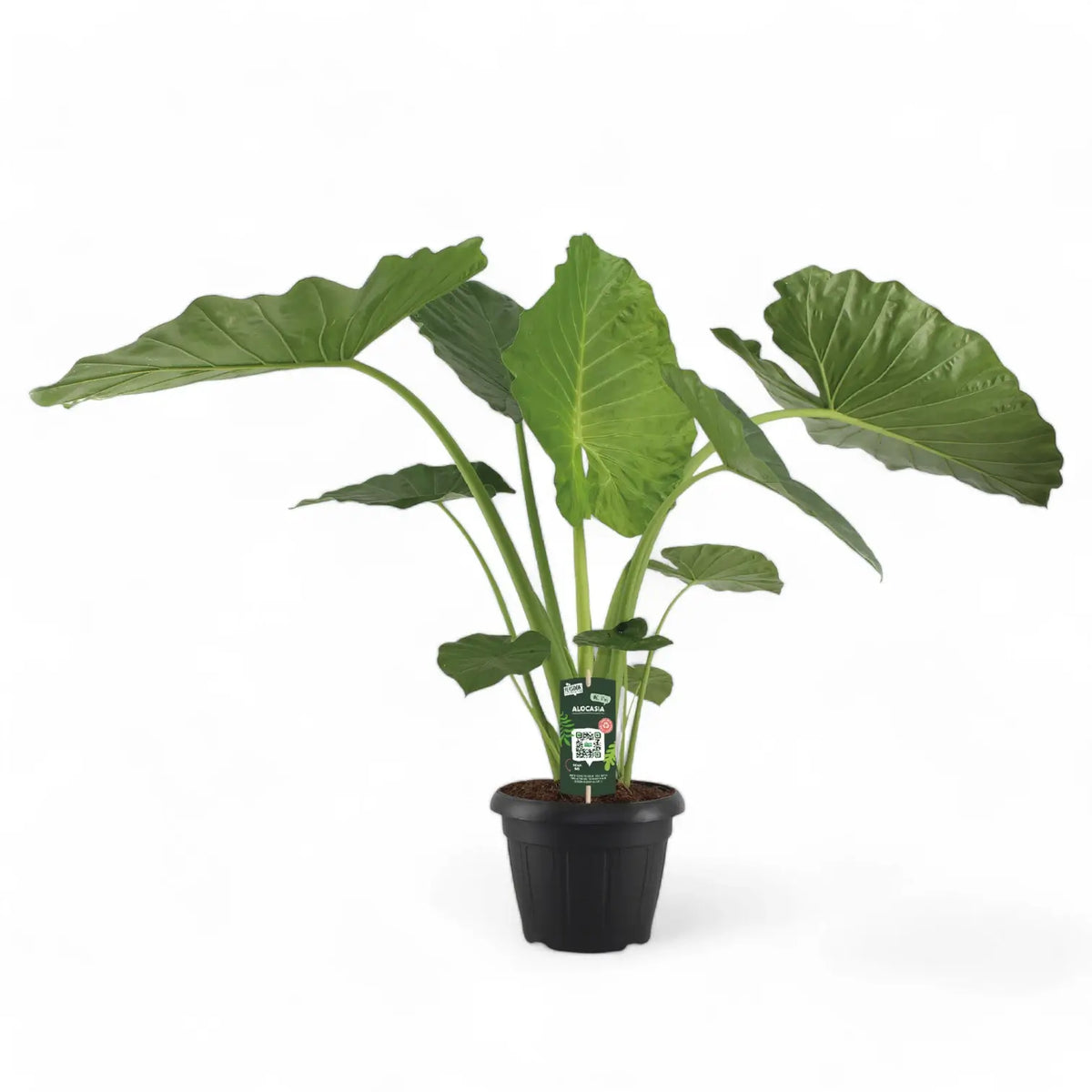 Alocasia macrorrhizos – Topfpflanze im Kulturtopf vor weißem Hintergrund, Produktfoto 5.