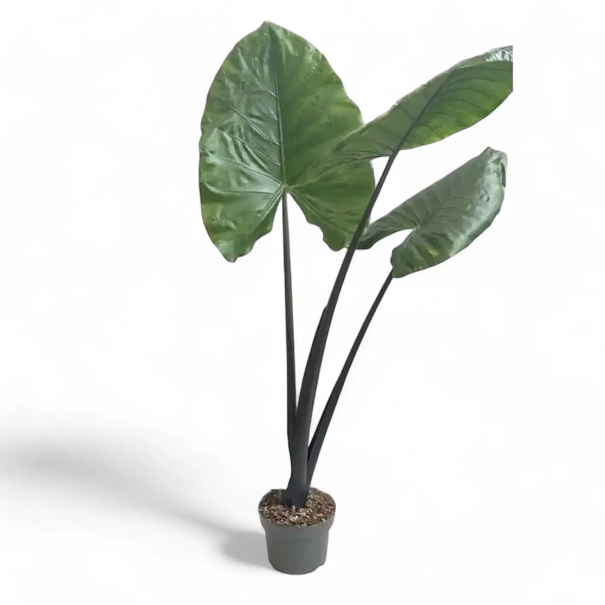 Alocasia macrorrhizos 'Black stem' – Topfpflanze im Kulturtopf vor weißem Hintergrund, Produktfoto 2.