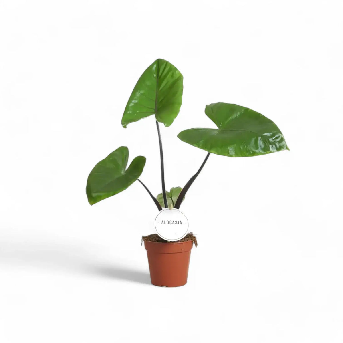 Alocasia macrorrhizos 'Black stem' – Topfpflanze im Kulturtopf vor weißem Hintergrund, Produktfoto 4.