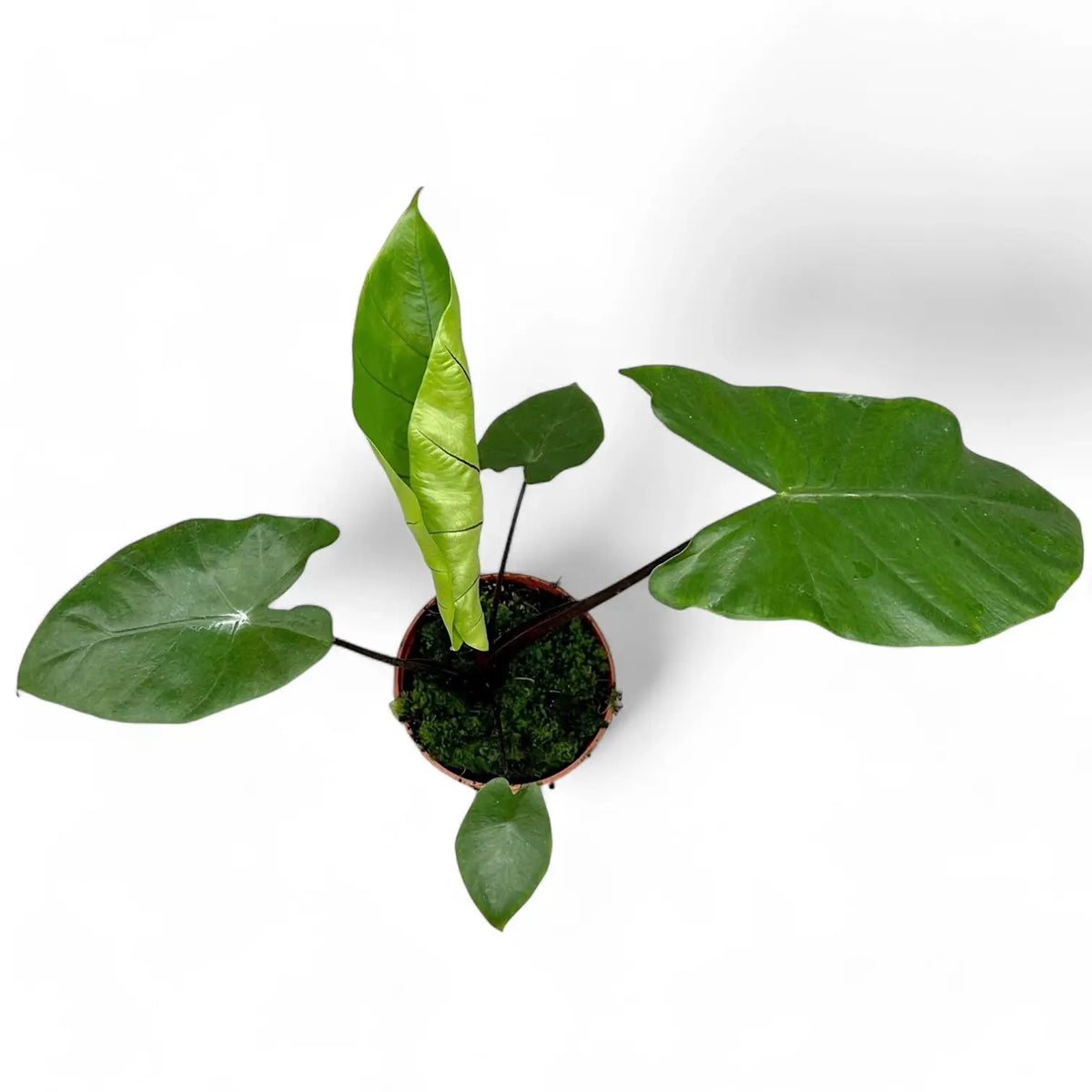 Alocasia macrorrhizos 'Black stem' – Topfpflanze im Kulturtopf vor weißem Hintergrund, Produktfoto 5.