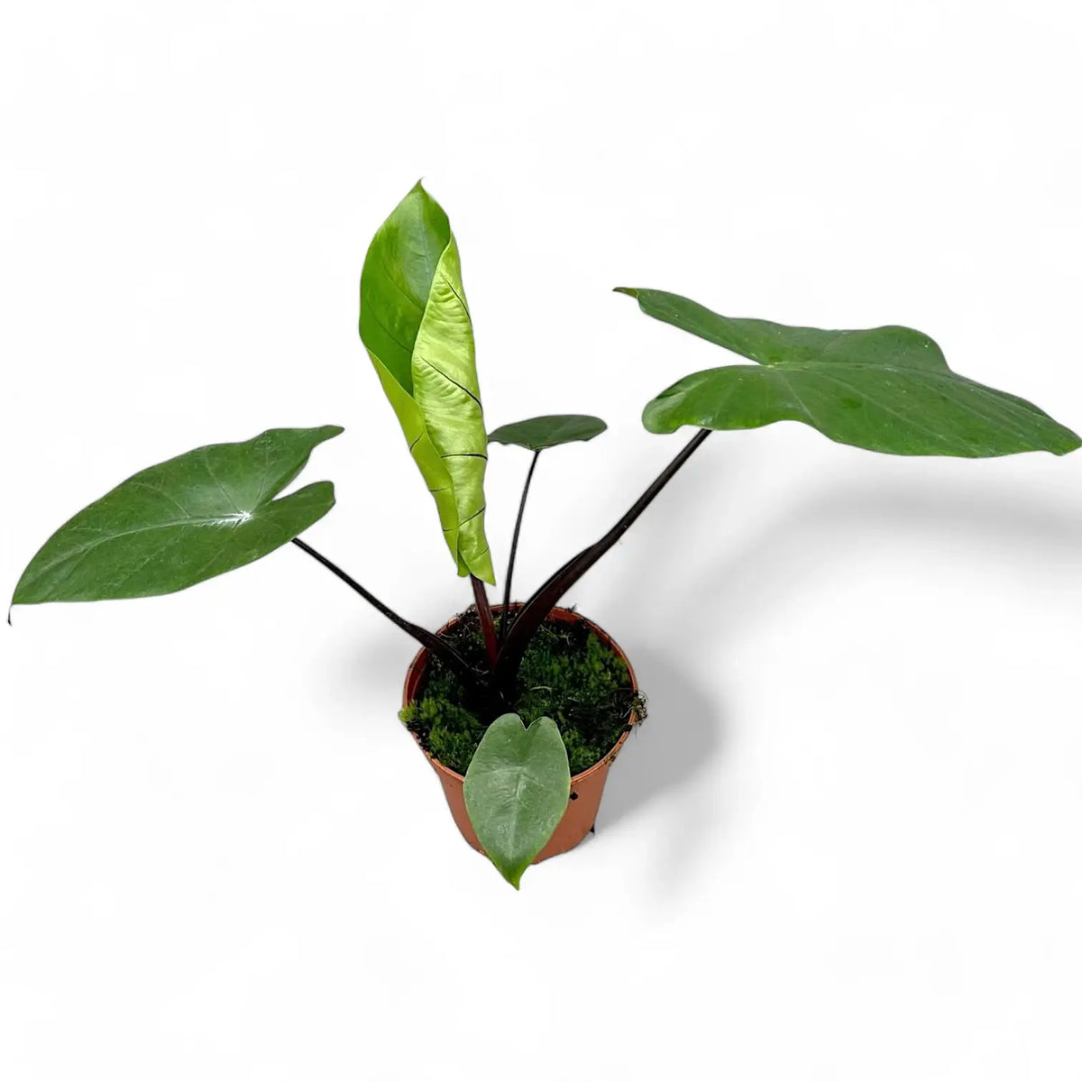 Alocasia macrorrhizos 'Black stem' – Topfpflanze im Kulturtopf vor weißem Hintergrund, Produktfoto 7.