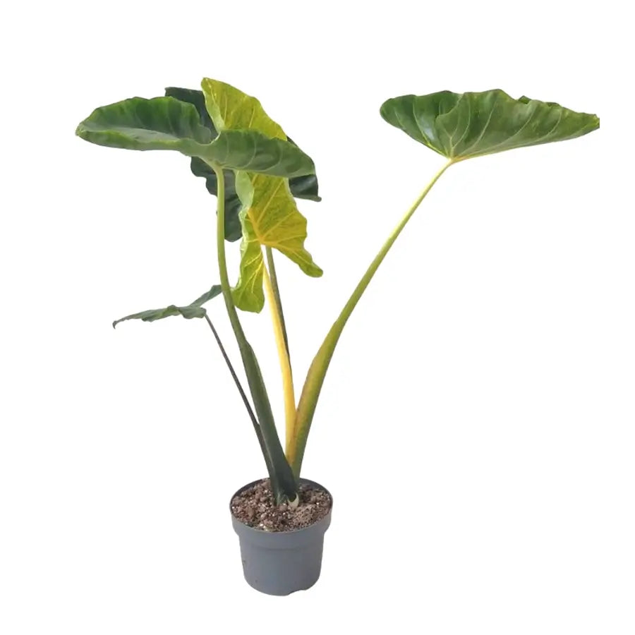 Alocasia macrorrhizos ‘New Guinea Gold’ potted plant in nursery pot on white background.
