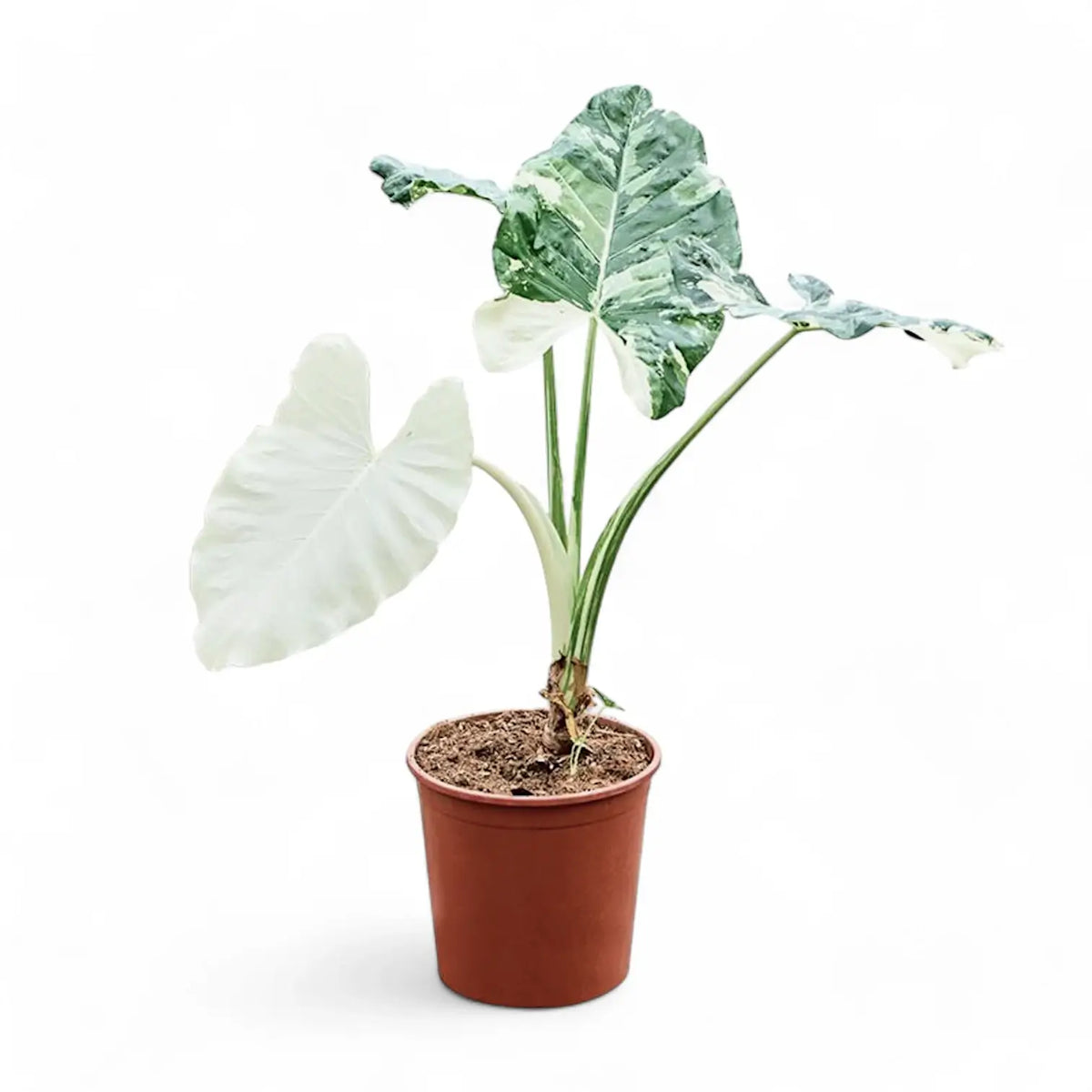 Alocasia macrorrhizos var. variegata potted plant in nursery pot on white background.