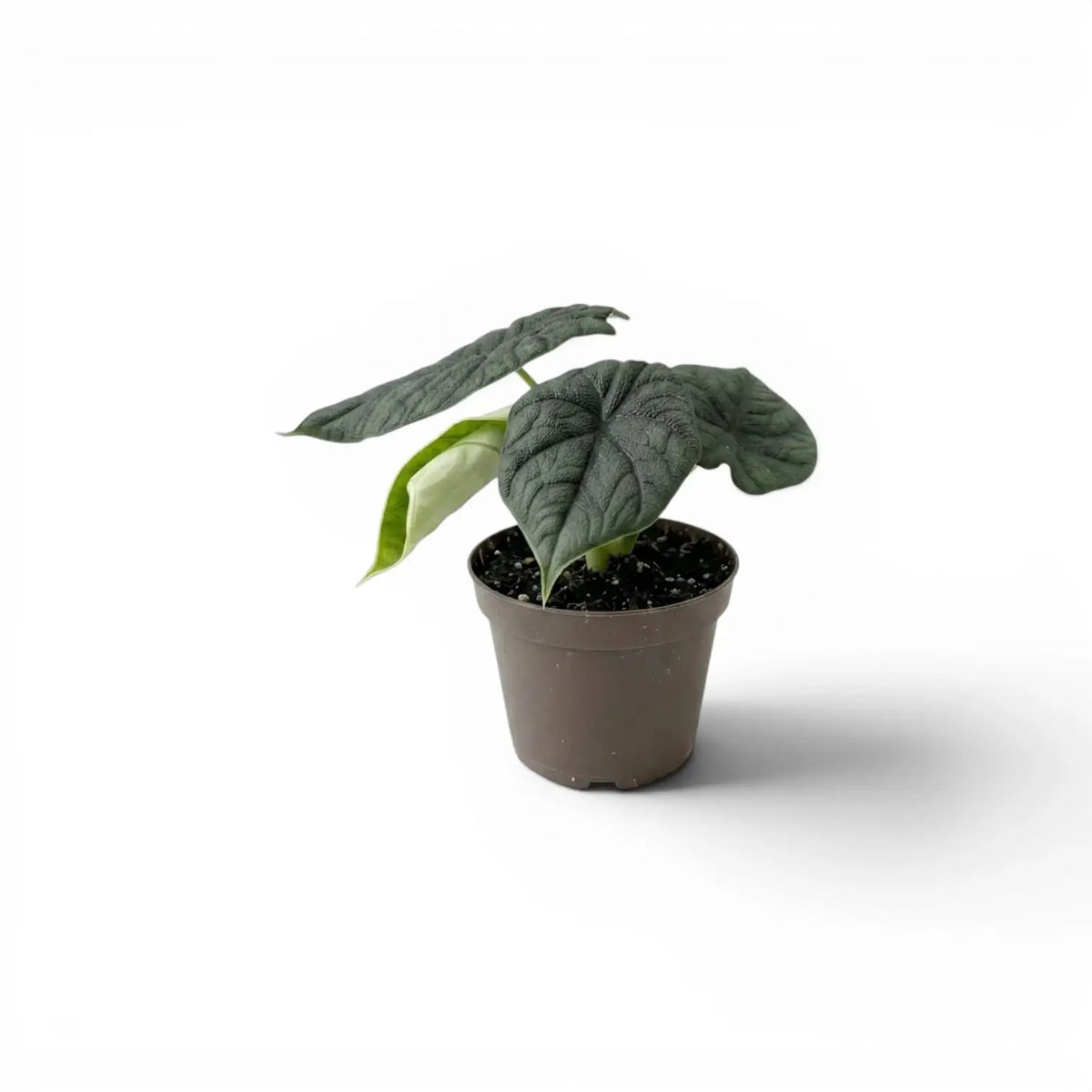 Small Alocasia melo plant with textured leaves in a nursery pot on a white background