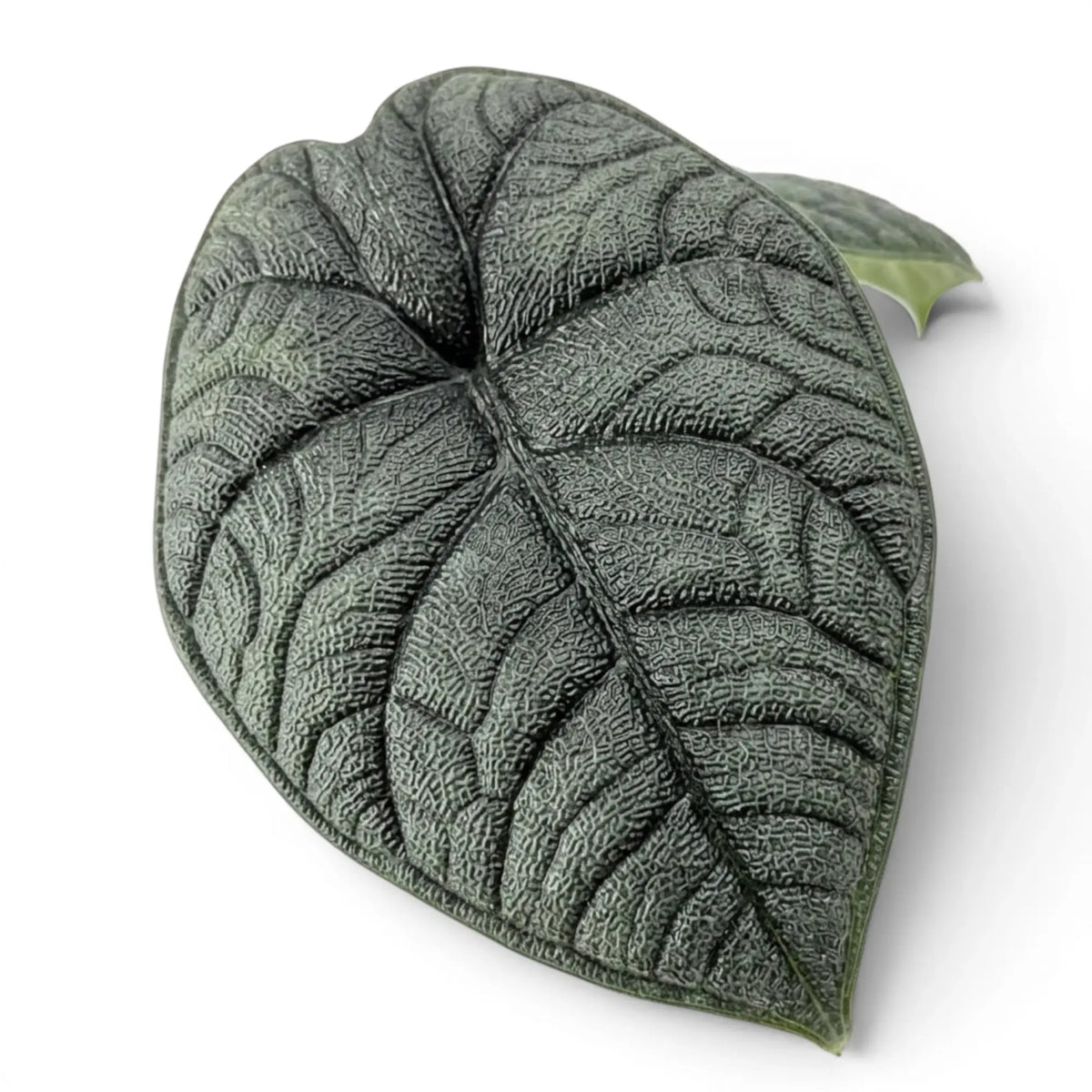 Close-up of Alocasia melo heavily textured leaf on a white background