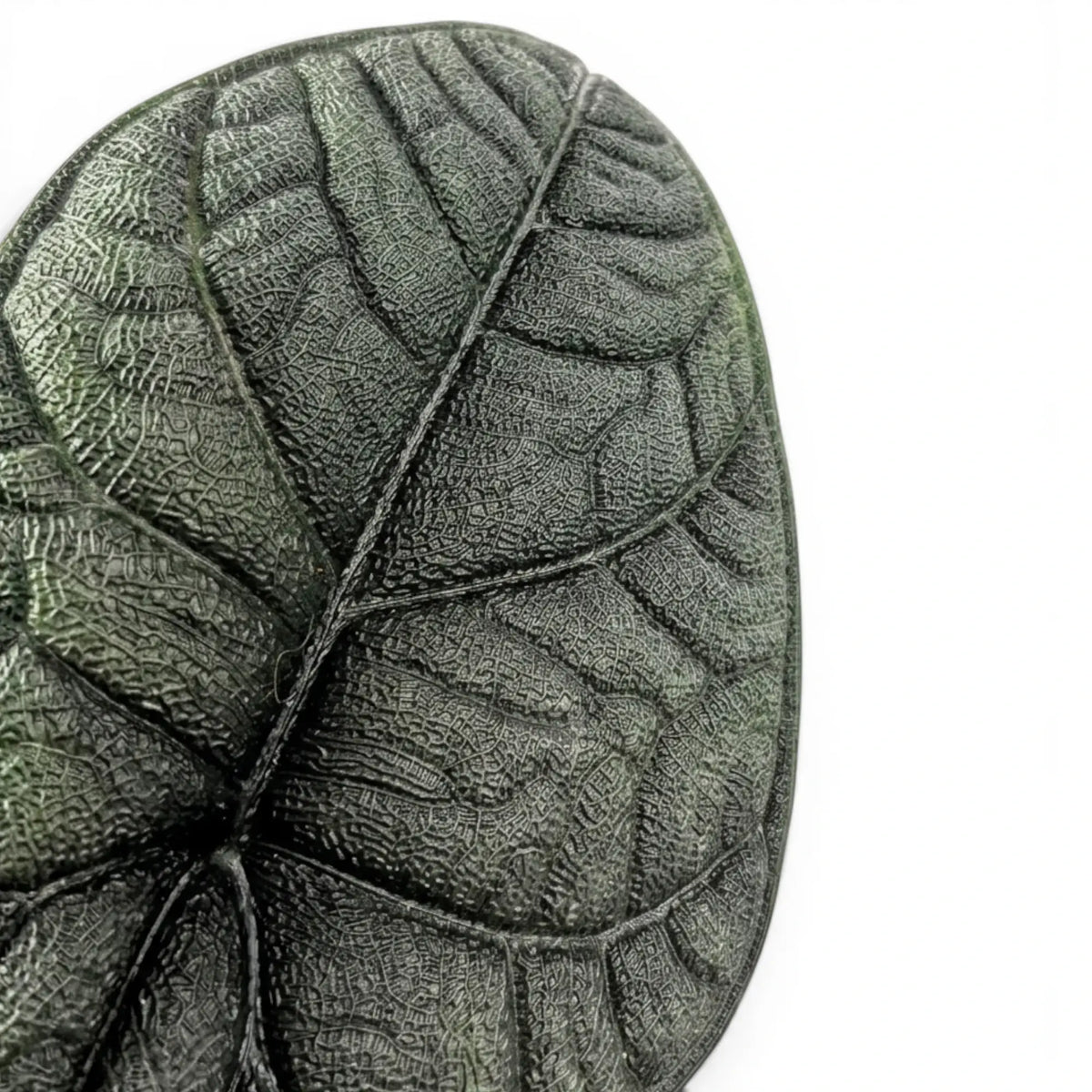 Close-up of Alocasia melo grey-green textured leaf on a white background