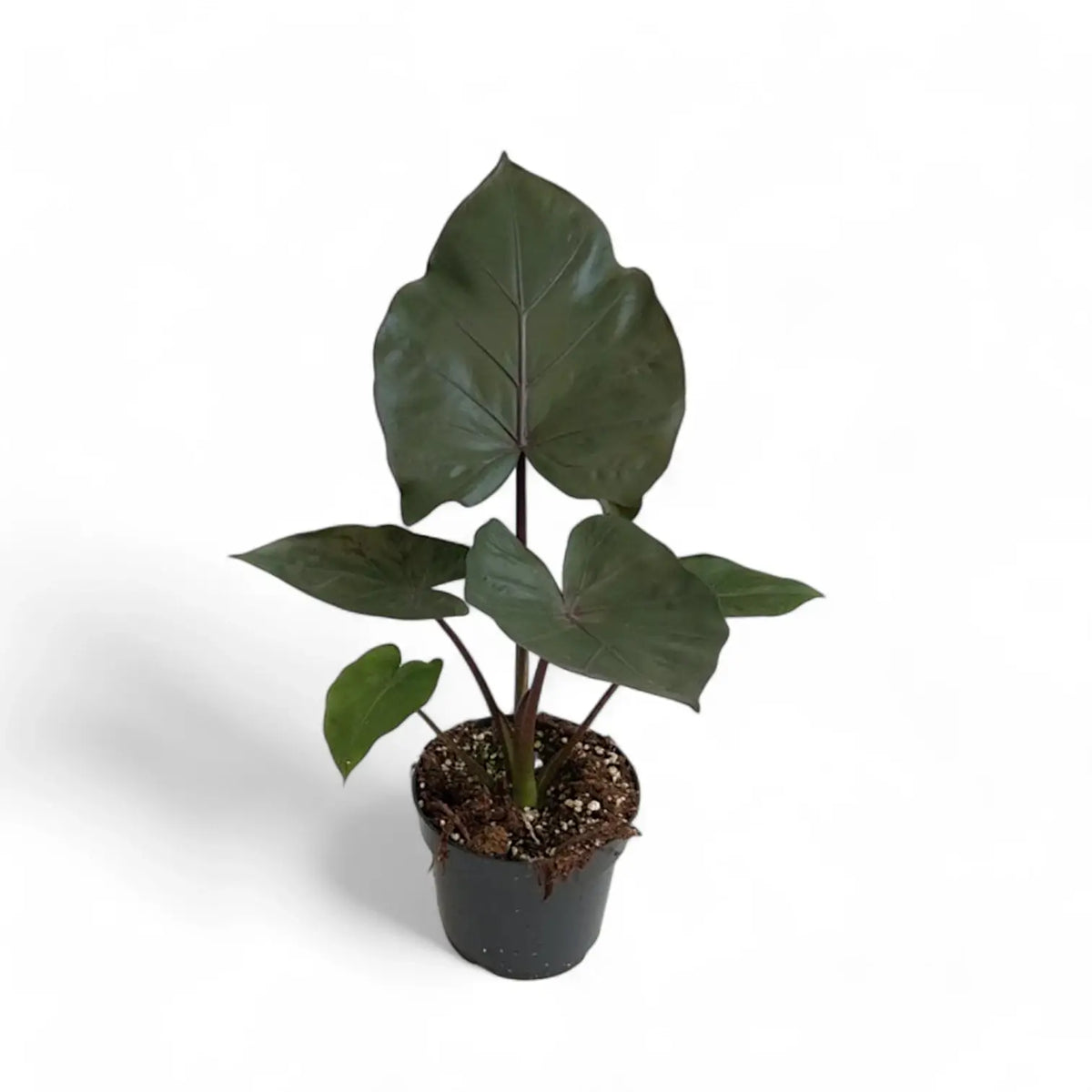 Alocasia 'Metalhead' potted plant in nursery pot on white background.
