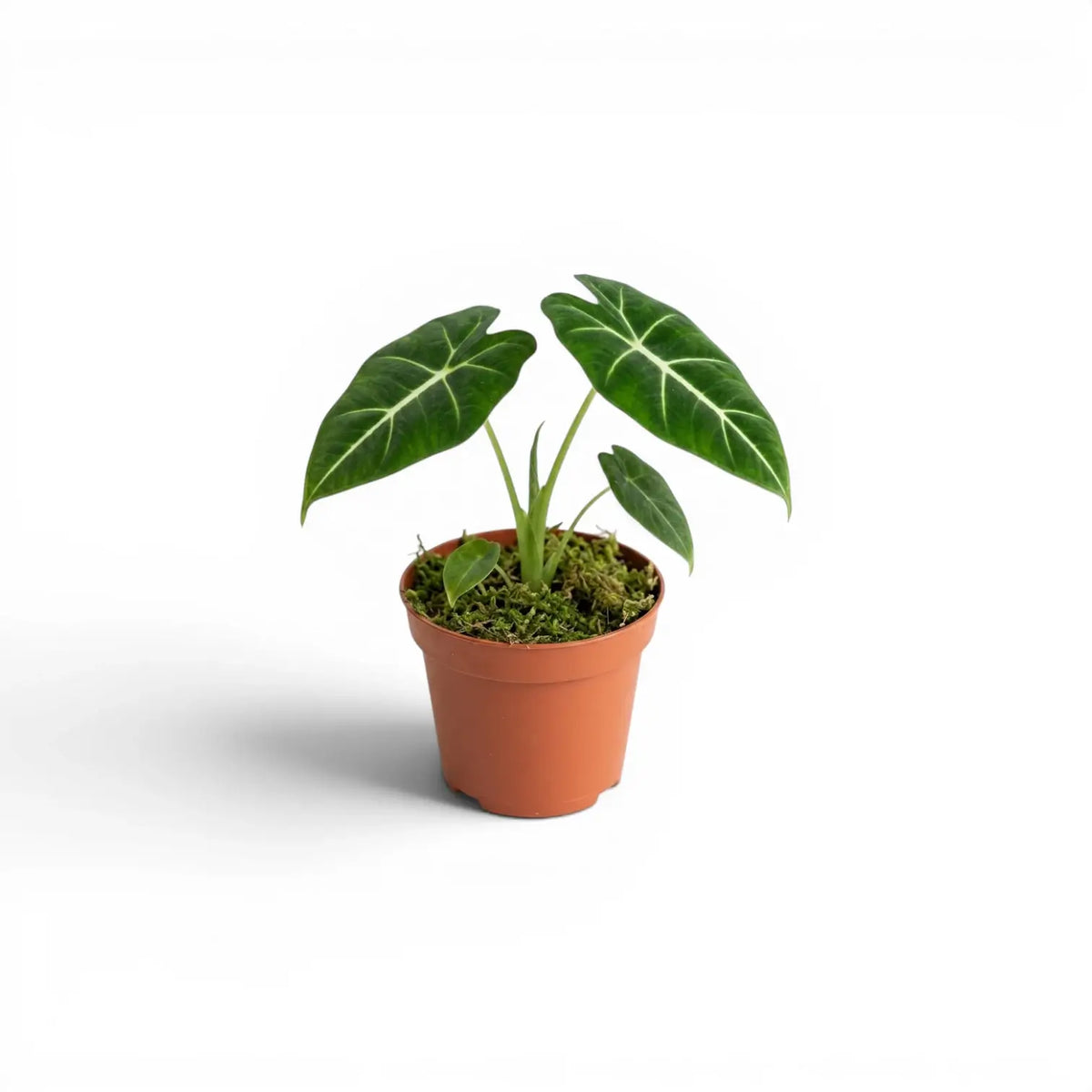 Potted Alocasia micholitziana baby plant with green leaves on a white background