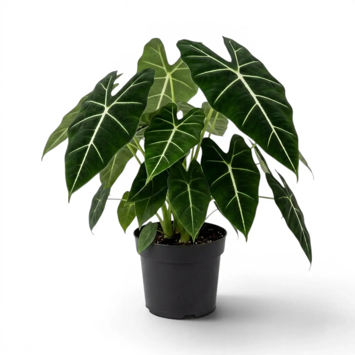 Large potted Alocasia micholitziana plant with green leaves on a white background