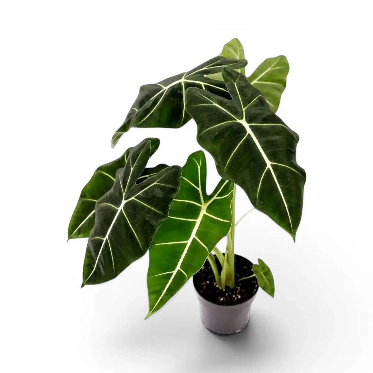 Potted Alocasia micholitziana plant with large green leaves on a white background