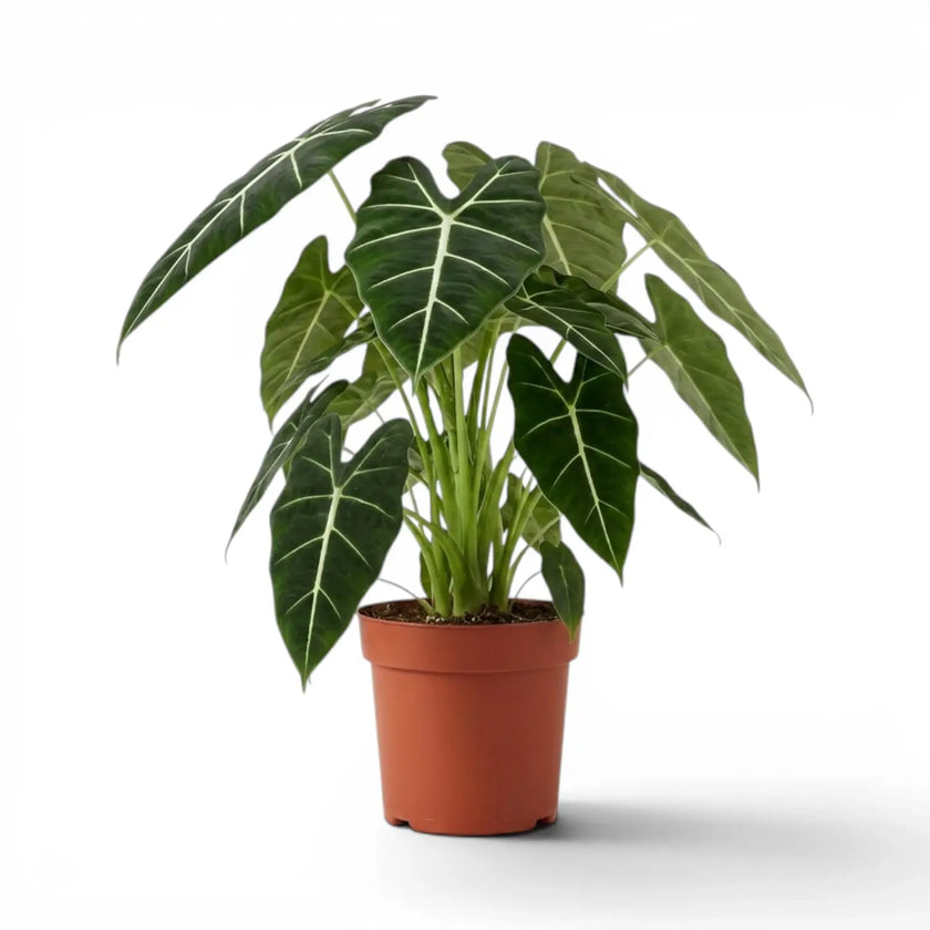 Large potted Alocasia micholitziana plant with large green leaves on a white background