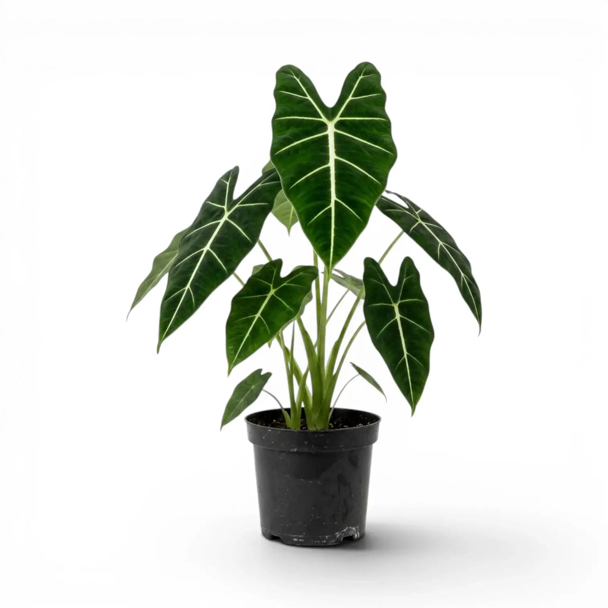 Large potted Alocasia micholitziana plant with green leaves on a white background