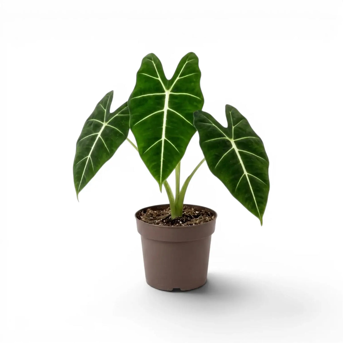 Potted Alocasia micholitziana plant with green leaves on a white background