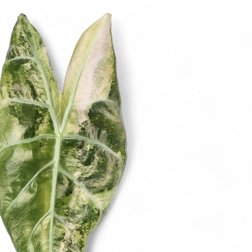 Alocasia 'Nairobi Nights' variegata – Blattdetail vor weißem Hintergrund..