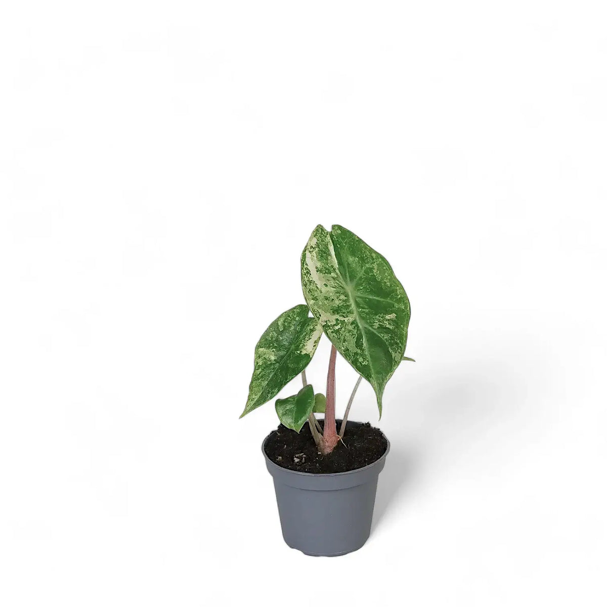 Alocasia 'Nairobi Nights' variegata – Zimmerpflanze im Kulturtopf auf weißem Hintergrund, Produktfoto 3.