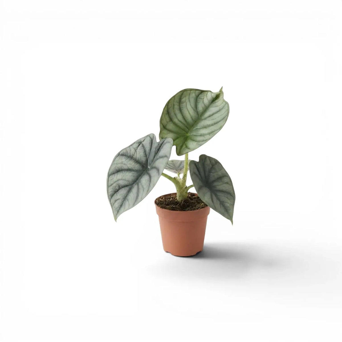 Kleine Alocasia Nebula Silver Baby-Pflanze im Kulturtopf vor weißem Hintergrund