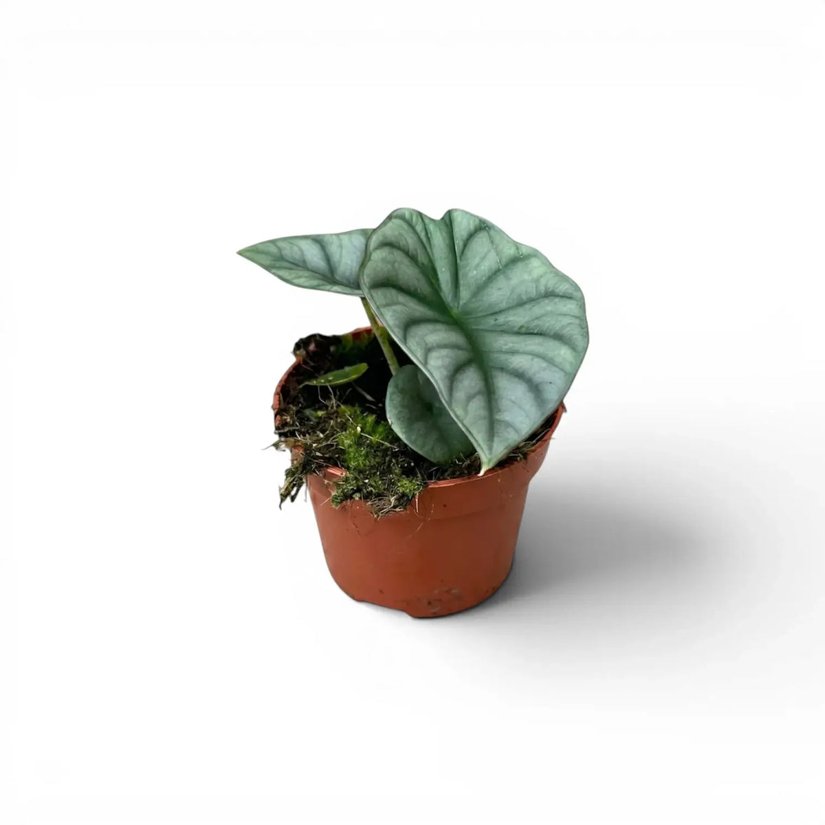 Kleine Alocasia Nebula Silver Baby-Pflanze im Kulturtopf vor weißem Hintergrund