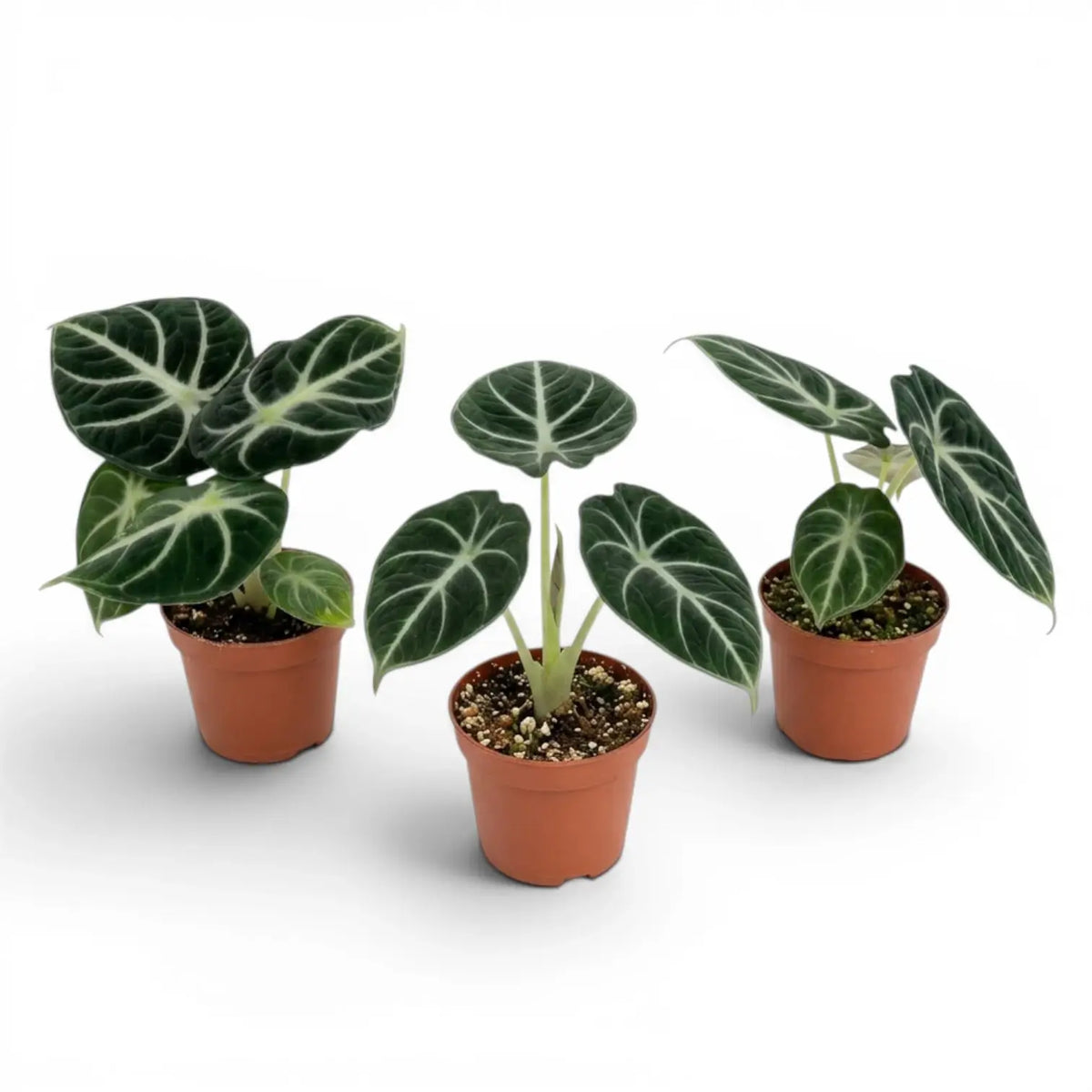 Alocasia ninja baby plant with textured, dark green leaves in a nursery pot on a white background