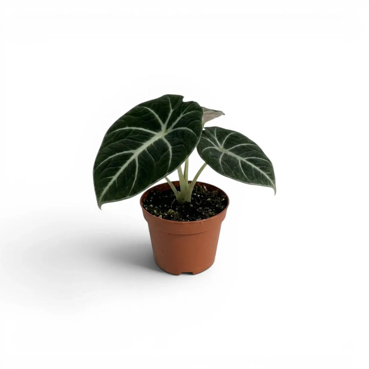 Alocasia ninja baby plant with textured, dark green leaves in a nursery pot on a white background